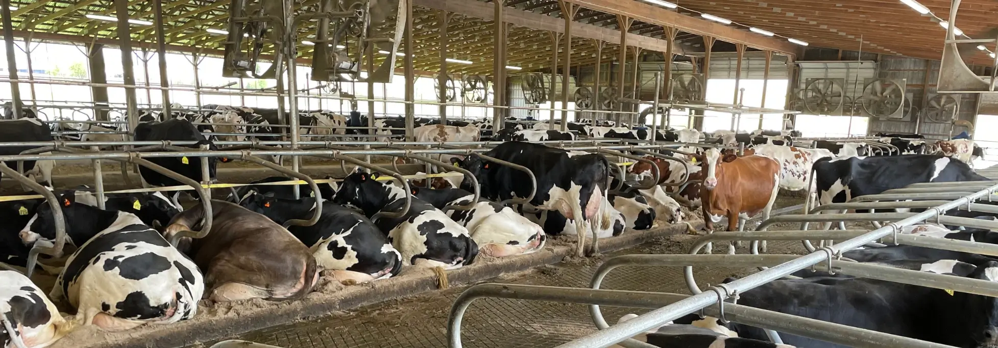 CAFO Permitting Rosetree Consulting