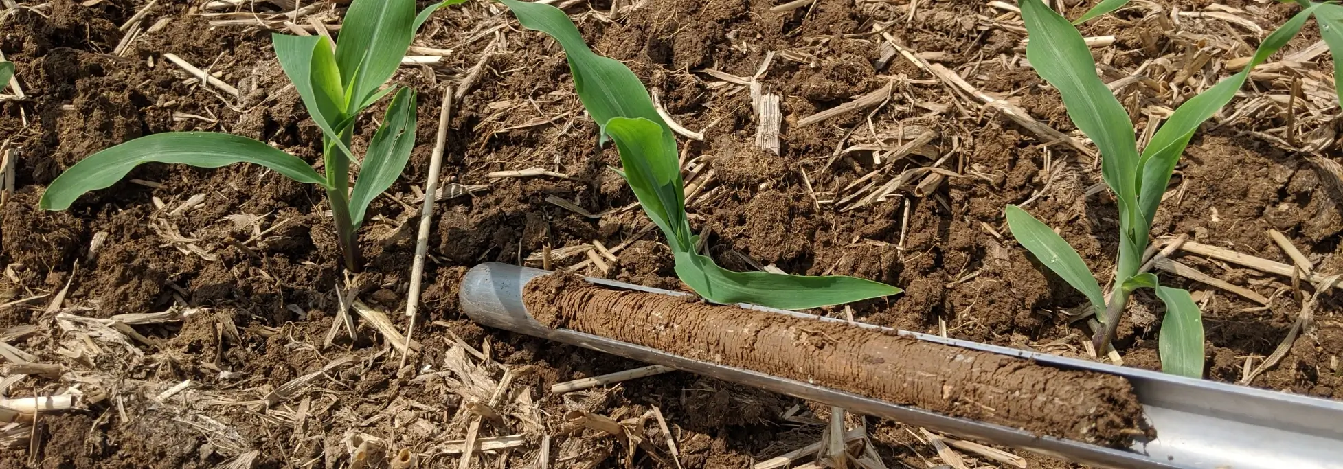 Soil Testing Rosetree Consulting