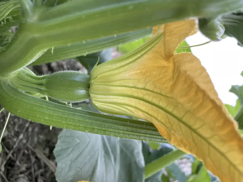 rosetree consulting crop scouting