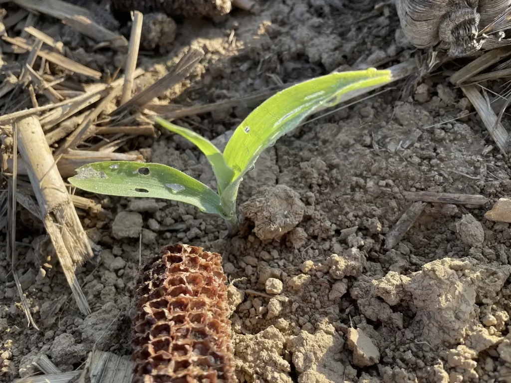 rosetree consulting crop scouting