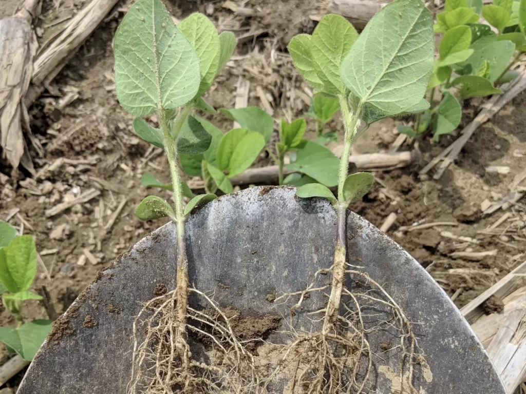 rosetree consulting crop scouting