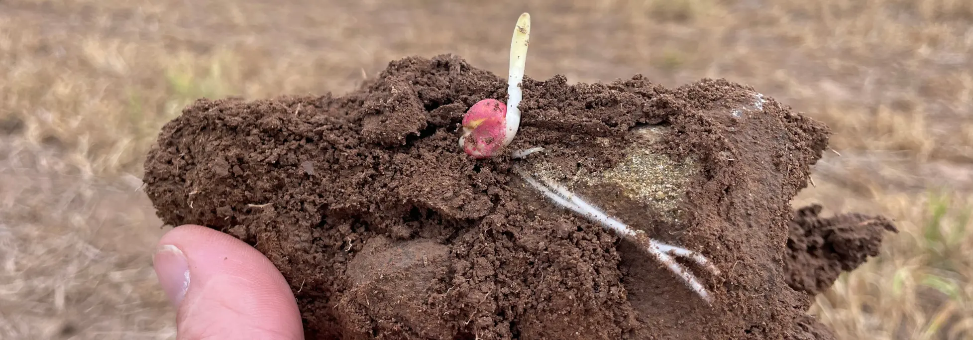 Its time to scout your fields