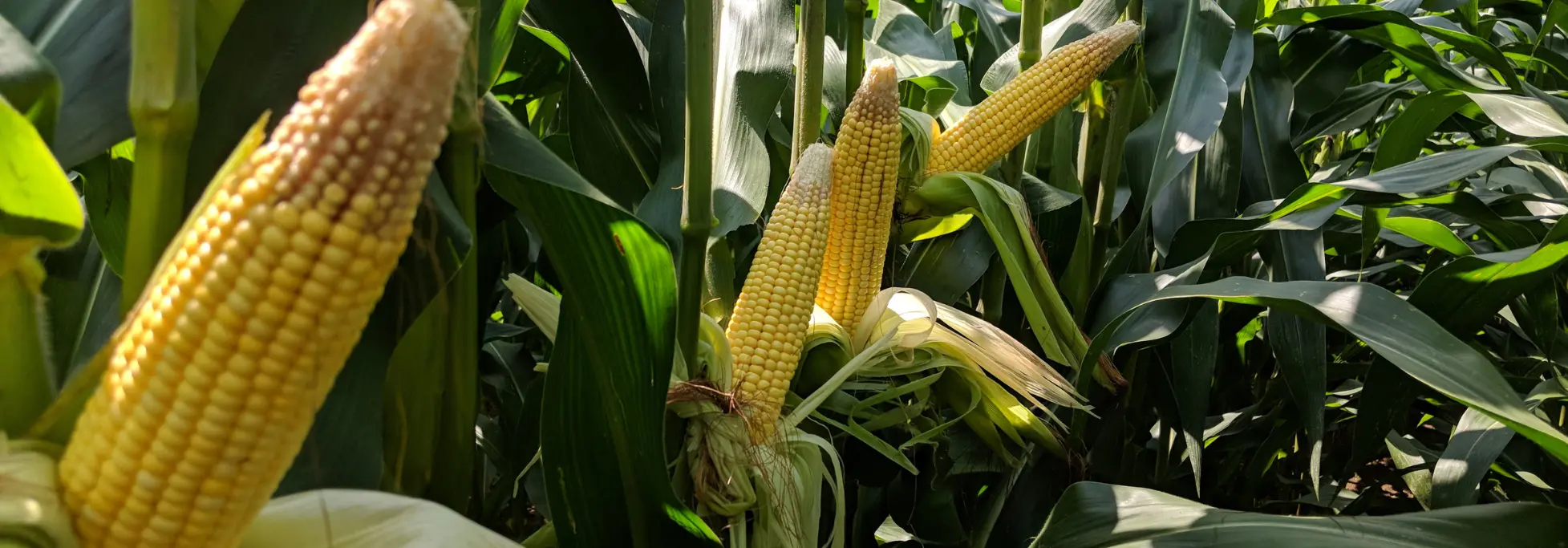 Nitrogen Modeling