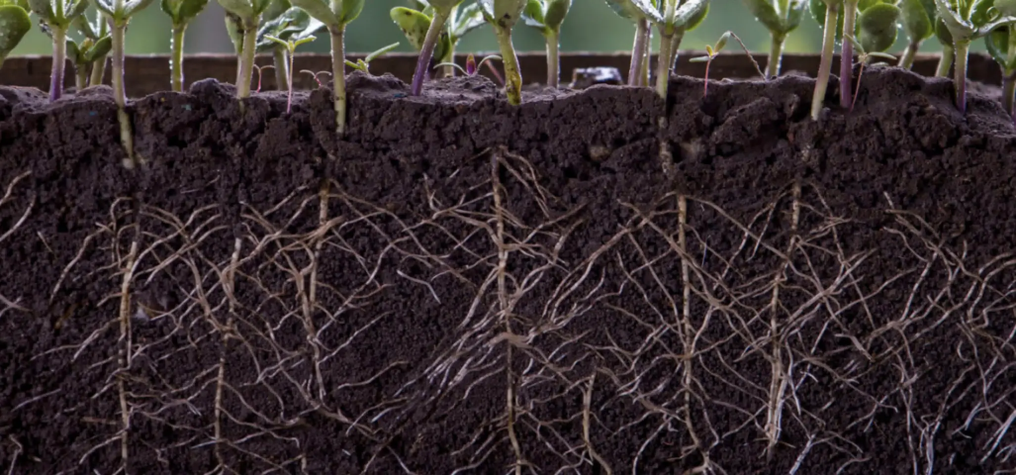 soil health Bloss Field day