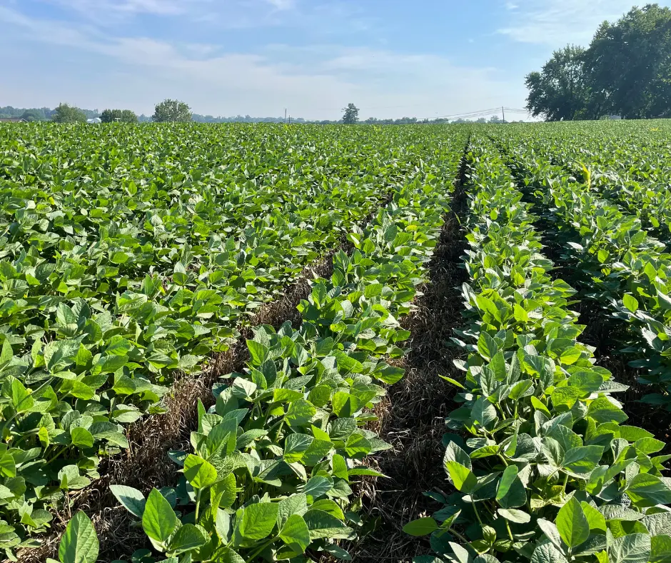 Ready to Set Your Own Yield Record