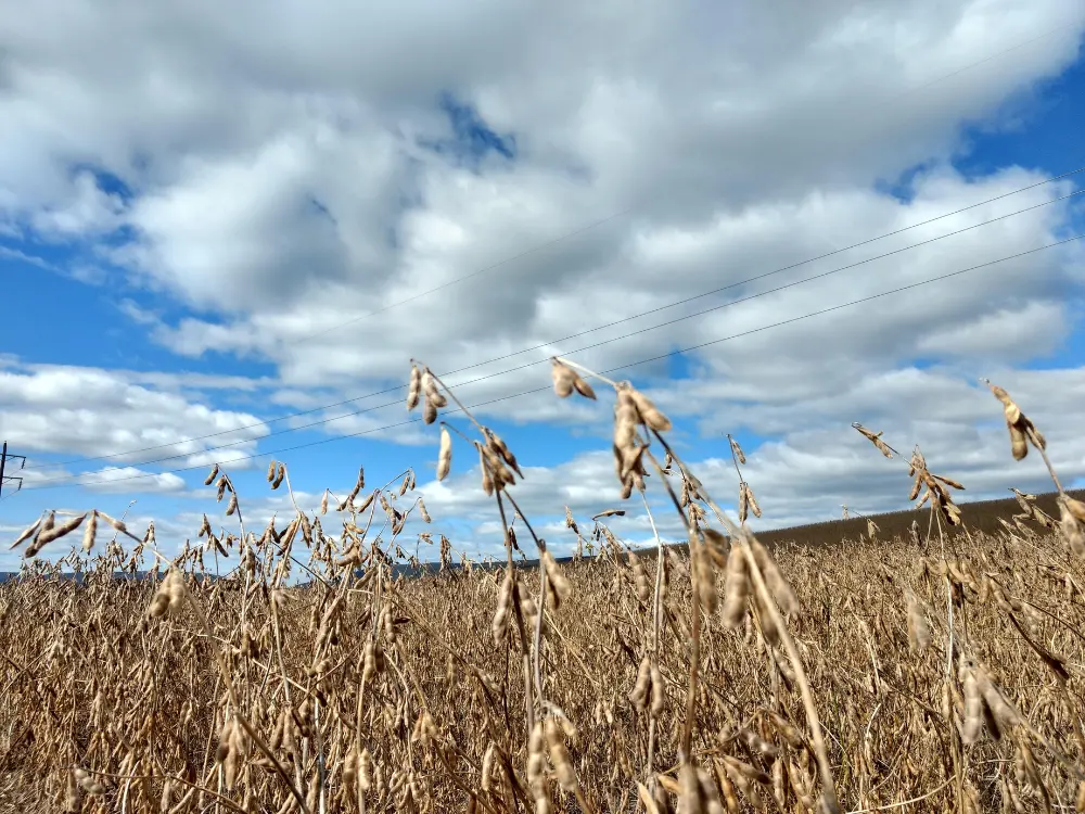 Ready to Set Your Own Yield Record