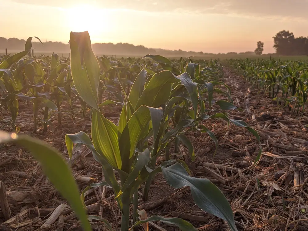 Crop Scouting