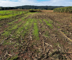 managing cool season grass weeds in wheat barley and hay fields
