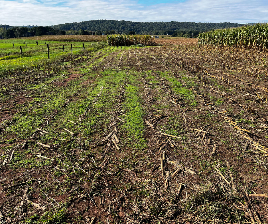 managing cool season grass weeds in wheat barley and hay fields