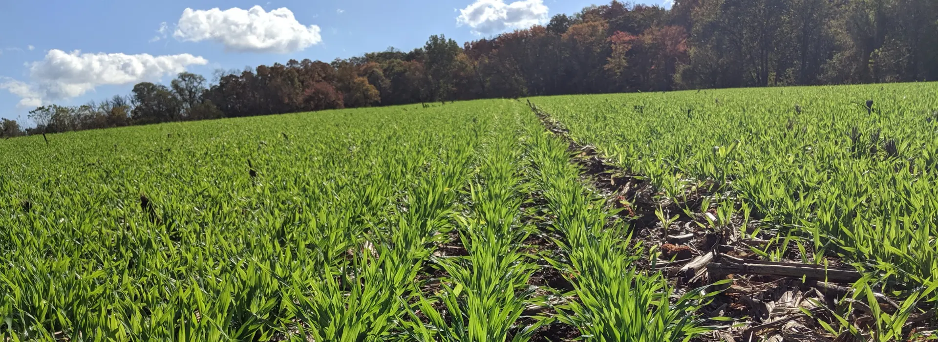 Agricultural Consultants for Rosetree consulting